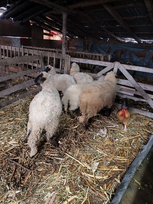 De vanzare 4 mielute si un berbecut , de prasila posibil gestante