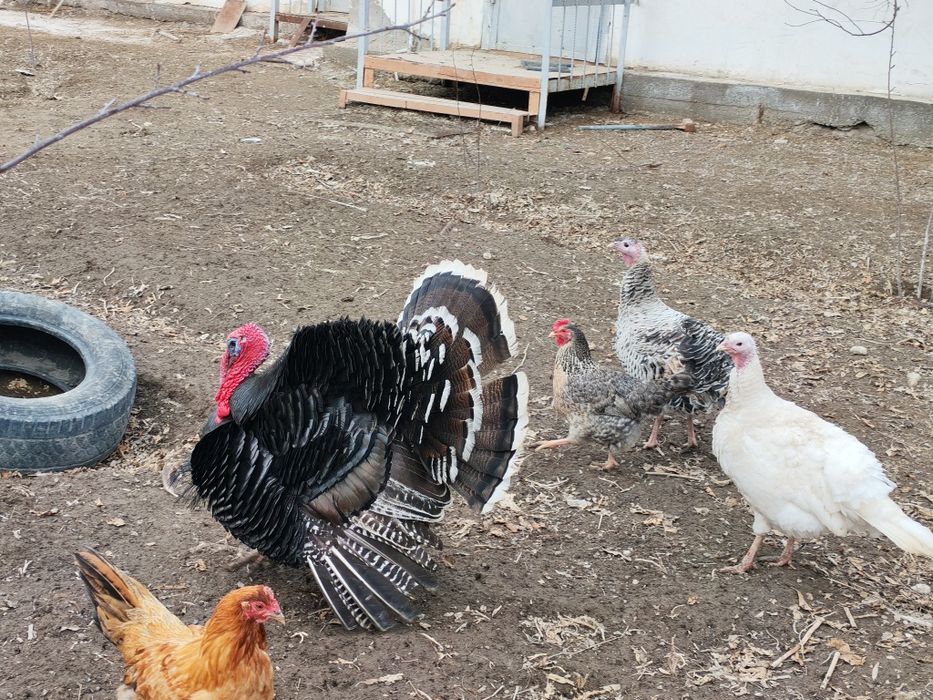 1 қораз, 2 мекен индюки