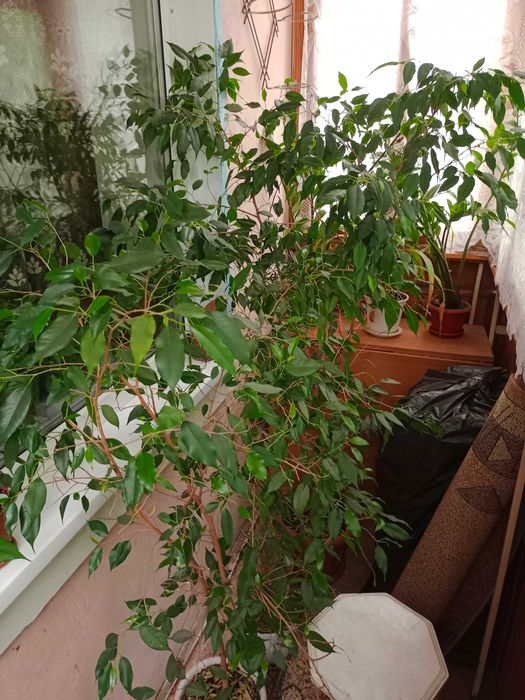 Продам деревья фикусы
