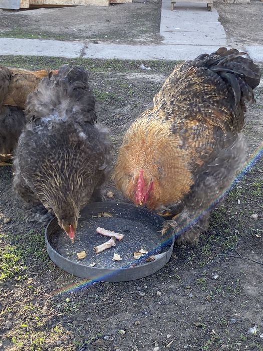 Кохинхин окрас криль