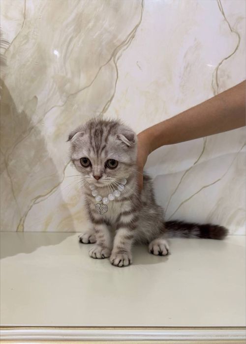 Scottish Fold toza qonli soglom