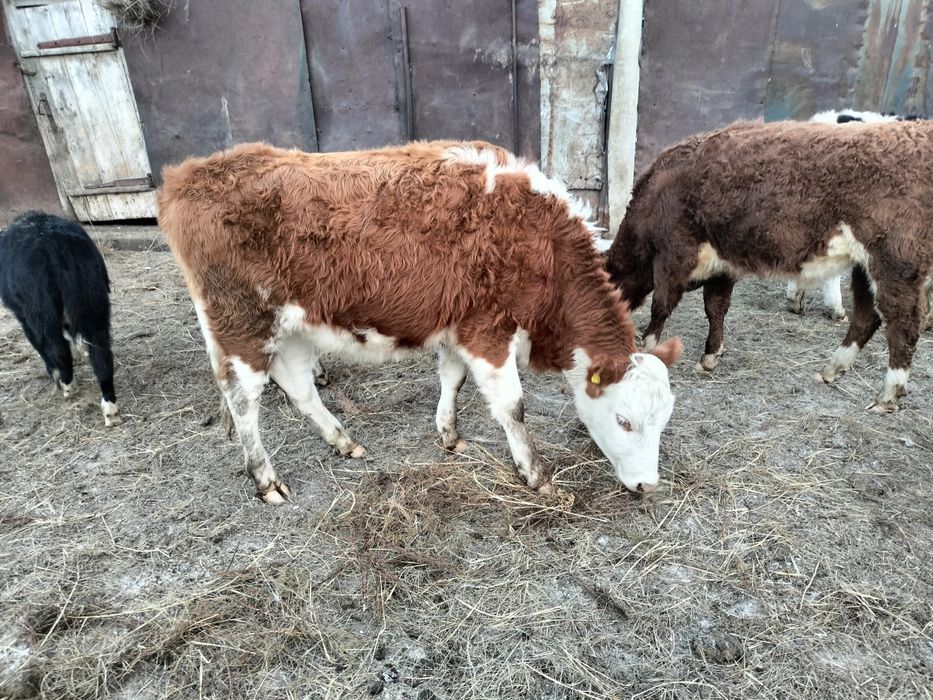 Сыйырлар сатылат