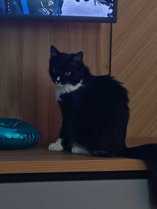 Отдам бесплатно кошечку в хорошие руки порядочным людям,