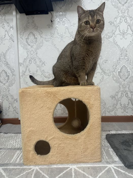 Кошкин дом когтедралка
