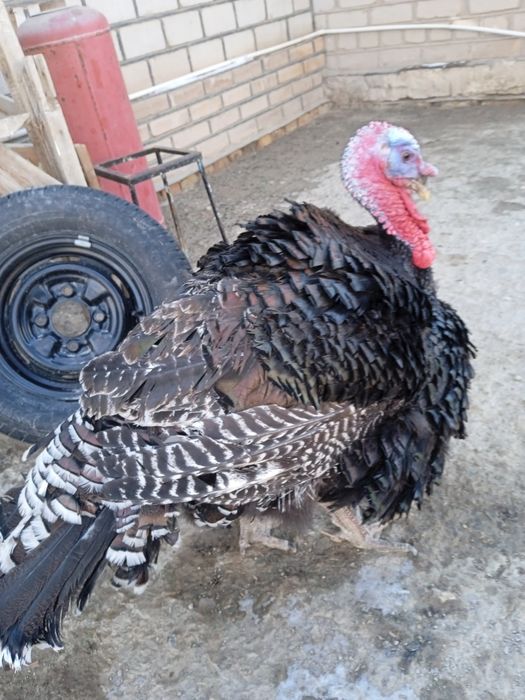 Jojalar sotiladi Mesni tovuq jojalari Kurka jojalari Big 6 Bronza 708