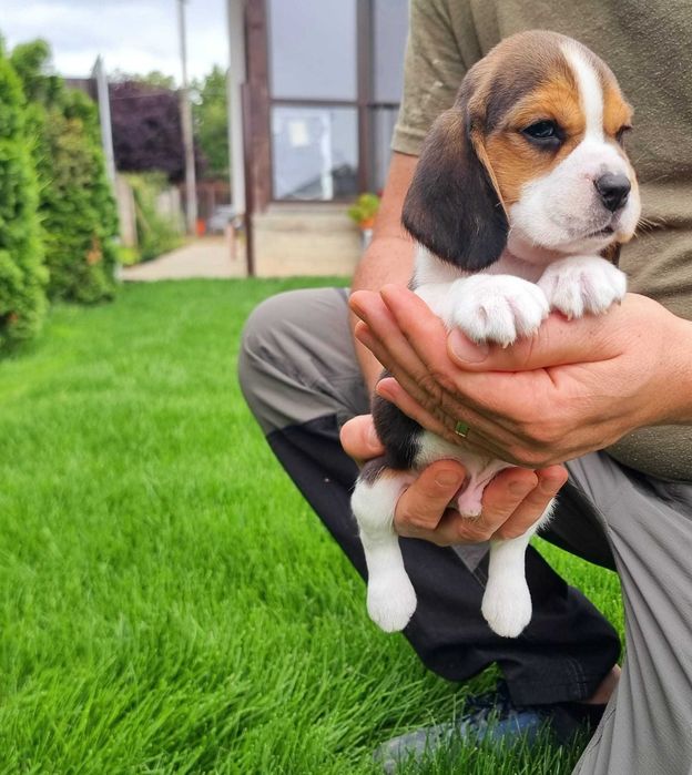 Pui Beagle Pedigree