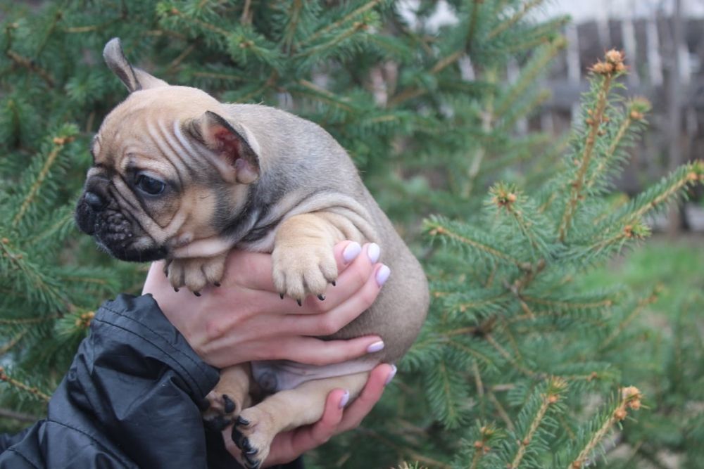 Французкие бульдоги мальчишки!