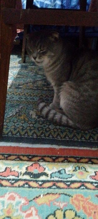 Отдам даром кота веслоуху с переездом в другую страну