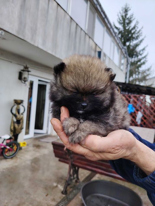 Fetita pomeranian