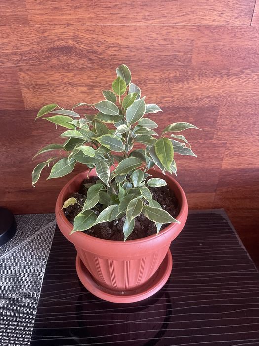 Красивые, пушистые Фикусята  .