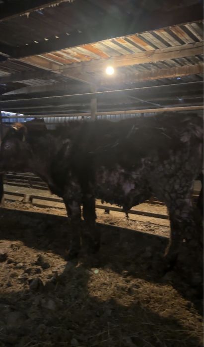 Бычки 10 голов на откорме