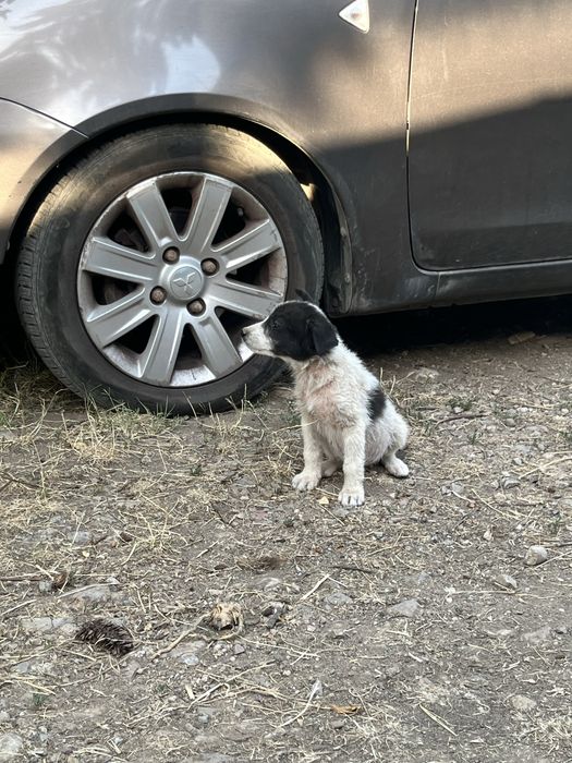 Бебенца на 45 дни, търсят груживни стопани