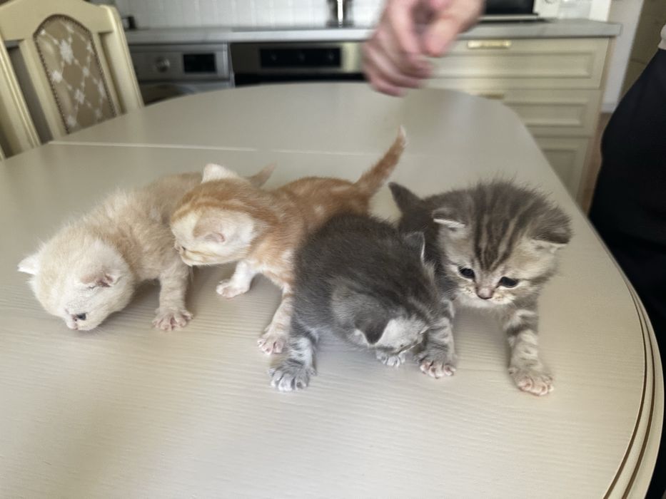 Шотландские котята