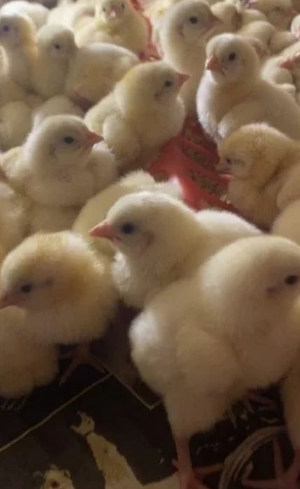 Бройлер Росс 308 суточные