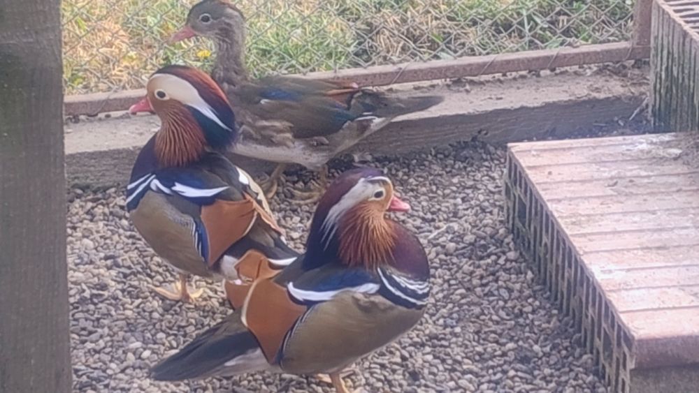 Rate Mandarine mature