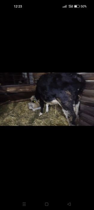 Продам первотелку