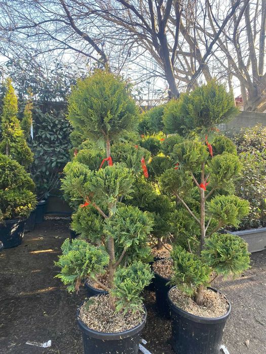 Plante Ornamentale Premium – Livrare Rapidă și Plantare Inclusă