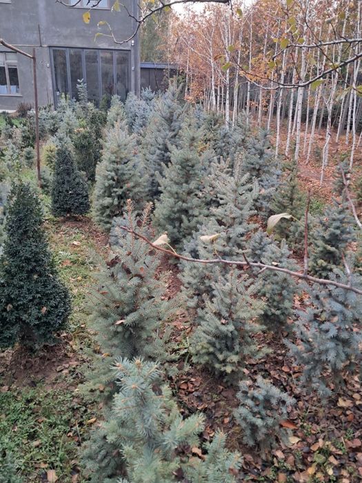 Archa goluboy, serebrestiy Ель голубая - chiroy sifat narx uygunligi