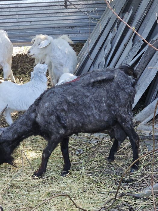 Саумалы ешки сатылады.