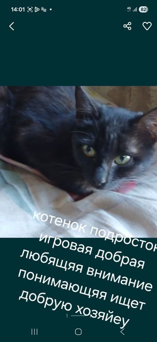 Домашние животные