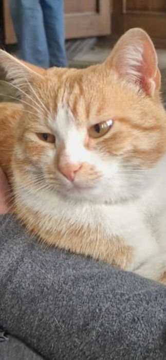 Найден домашний котик.