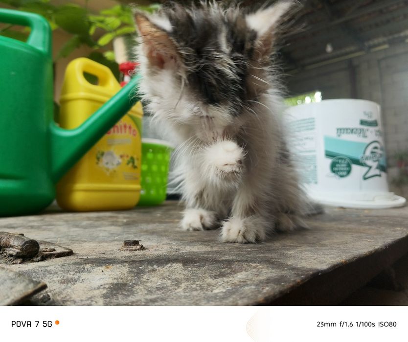 Котёнок маленький