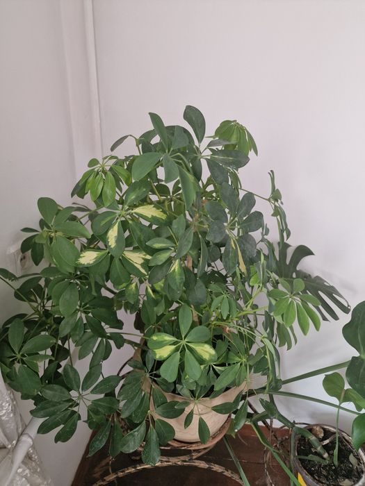 Продается комнатные цветы