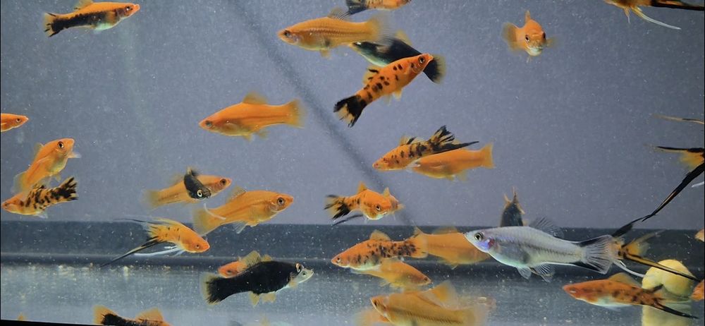 Pești acvariu. Xipho, Molly!