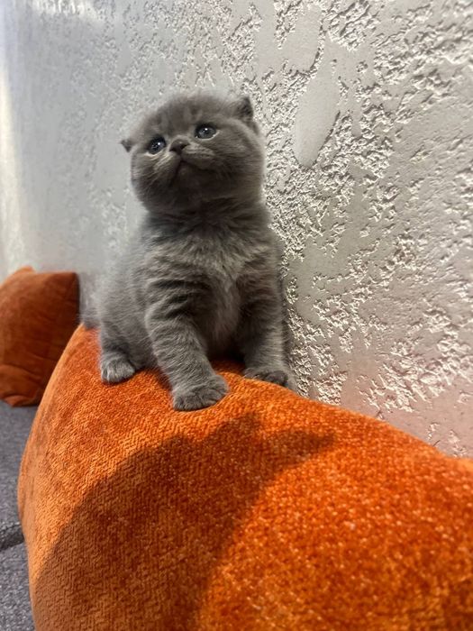 Продается девочка скотиш фолд