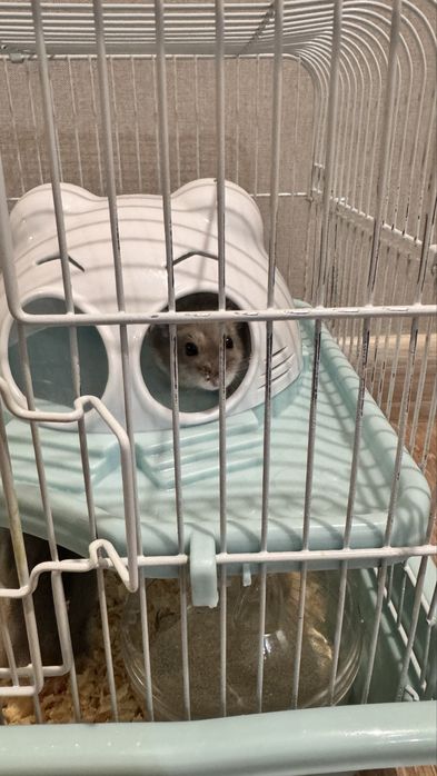 Хомяки джунгарики