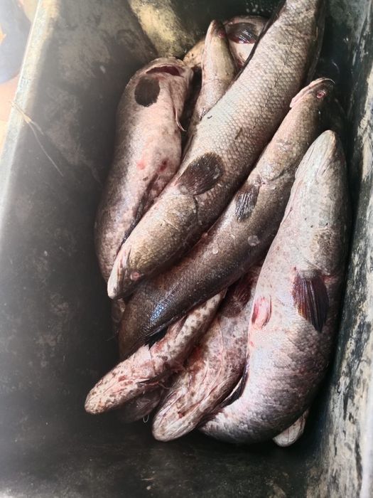 Сазан, сом,судак свежие рыбы
