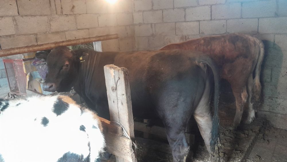 Продам Бычков 3 штук