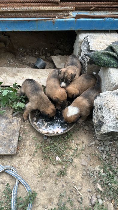 Ищут дом очаровательные щенки