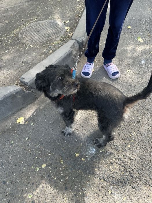 Эта красавица ищет дом и любящее сердце