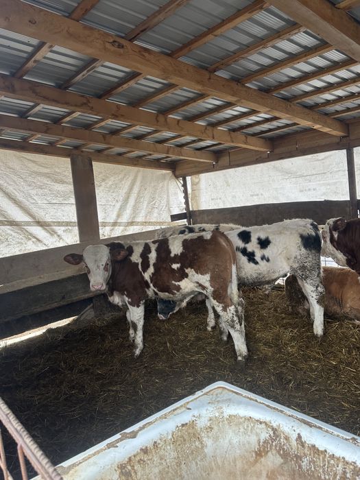 Vand vitei   Pret 26 kg