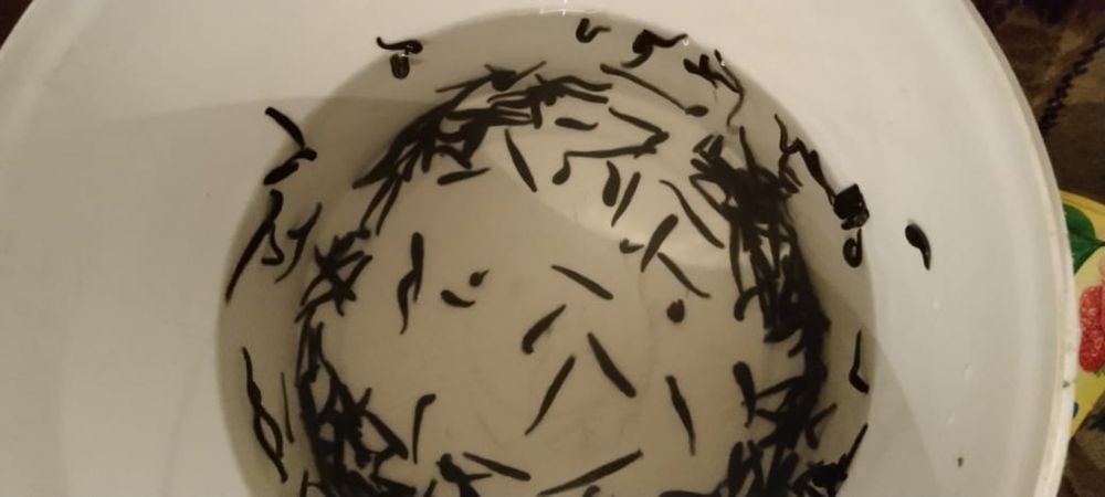 Пиявки медицинские!