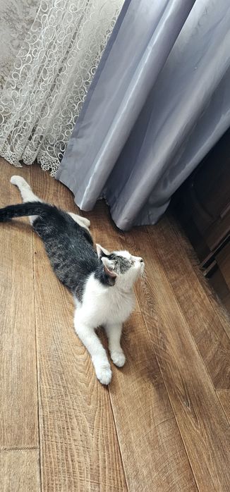 Котик в добрые руки