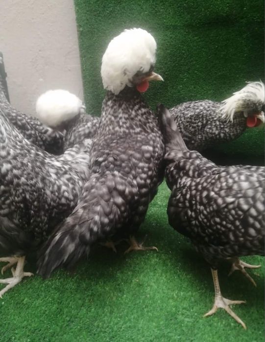 Птицы декоративные