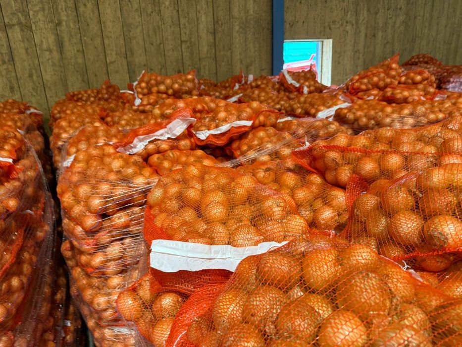 Ceapa nouă 10kg 2025