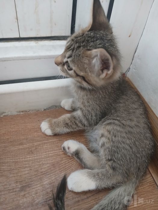 Mushuk bolalari bor tekinga bervoraman