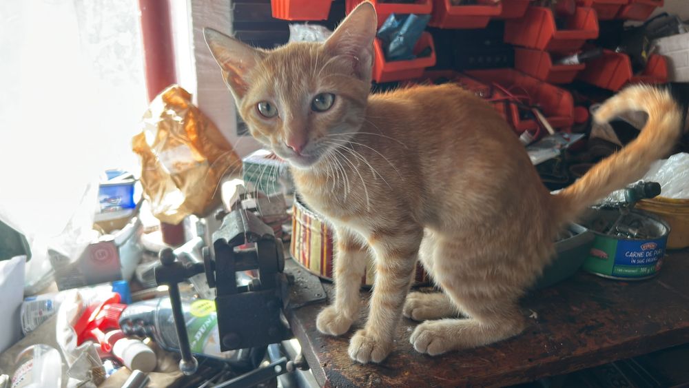 Donez Motănel Ginger