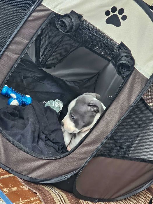 Американски мъжки питбул(Blue Nose)