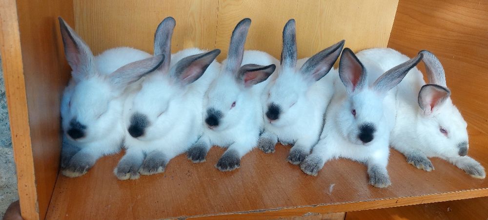 Кролики Коян калифорня