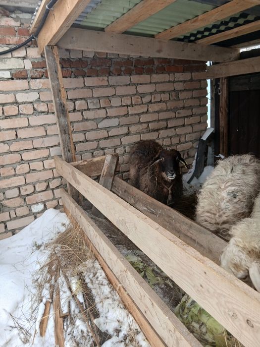 Продам овец с ягнёнком