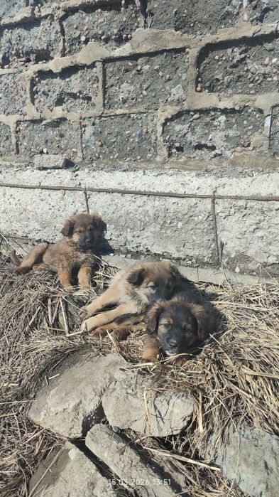 Отдам щенков в добрые руки