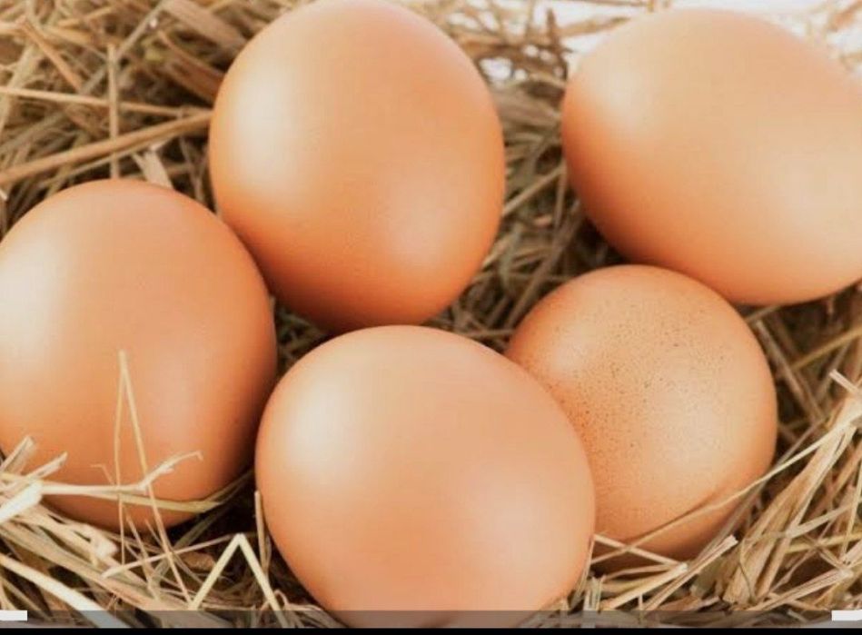 Nems o shamo.  TUXUMI.  tozza privaznoyla