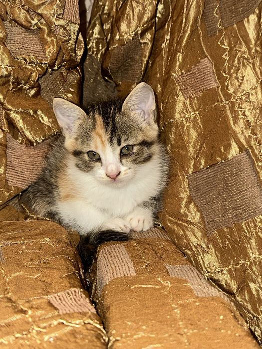 котята в хорошие руки
