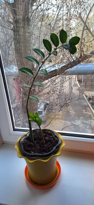 Комнатные цветы .Распродажа.