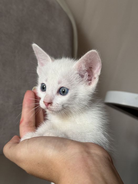 Отдаем котят в хорошие руки