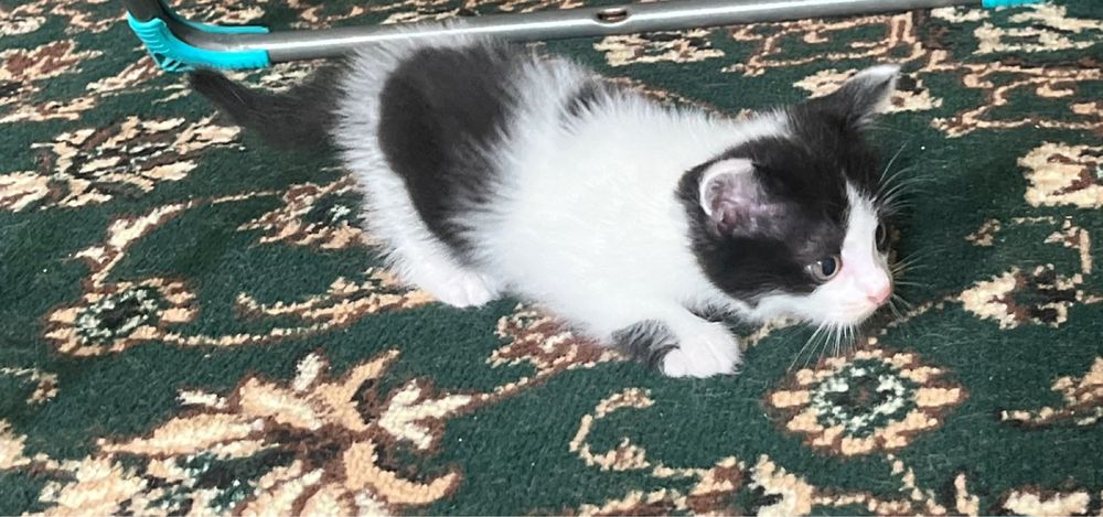 Отдам 5 котят 3 девочки 2 мальчика